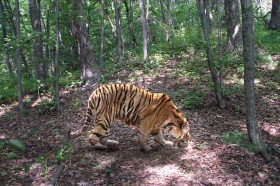 Иллюстрация к книге — Полосатая кошка, пятнистая кошка [i_170.jpg]