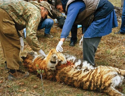 Иллюстрация к книге — Полосатая кошка, пятнистая кошка [i_172.jpg]