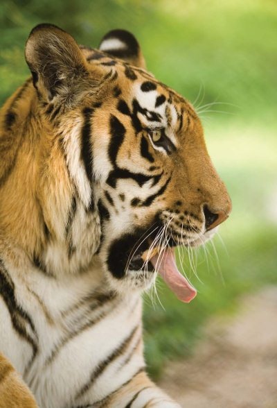 Иллюстрация к книге — Полосатая кошка, пятнистая кошка [i_173.jpg]