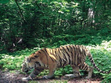 Иллюстрация к книге — Полосатая кошка, пятнистая кошка [i_175.jpg]