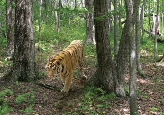 Иллюстрация к книге — Полосатая кошка, пятнистая кошка [i_176.jpg]