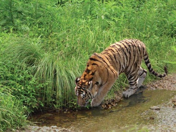 Иллюстрация к книге — Полосатая кошка, пятнистая кошка [i_178.jpg]