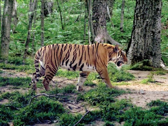 Иллюстрация к книге — Полосатая кошка, пятнистая кошка [i_179.jpg]