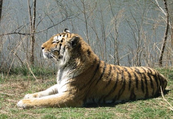 Иллюстрация к книге — Полосатая кошка, пятнистая кошка [i_186.jpg]