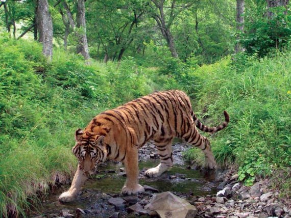 Иллюстрация к книге — Полосатая кошка, пятнистая кошка [i_191.jpg]