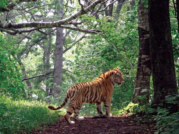 Иллюстрация к книге — Полосатая кошка, пятнистая кошка [i_192.jpg]