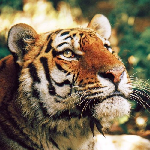 Иллюстрация к книге — Полосатая кошка, пятнистая кошка [i_193.jpg]