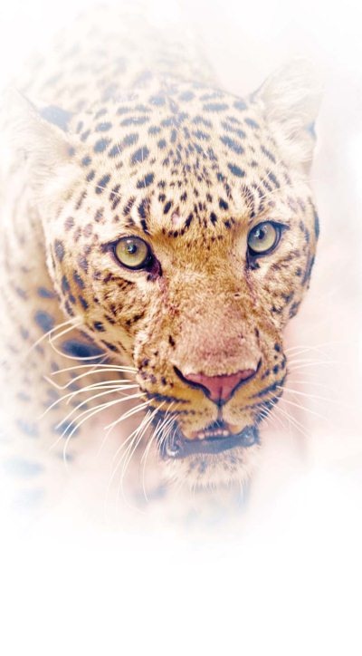 Иллюстрация к книге — Полосатая кошка, пятнистая кошка [i_194.jpg]