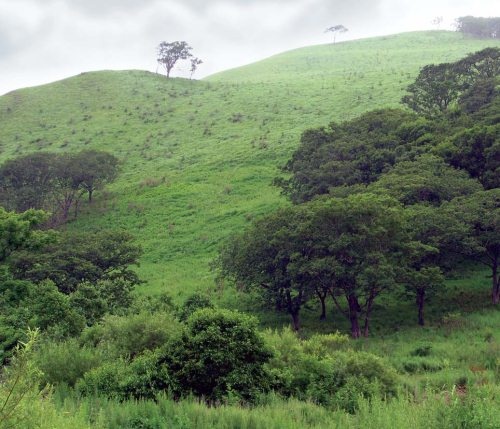 Иллюстрация к книге — Полосатая кошка, пятнистая кошка [i_197.jpg]