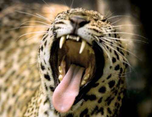 Иллюстрация к книге — Полосатая кошка, пятнистая кошка [i_204.jpg]