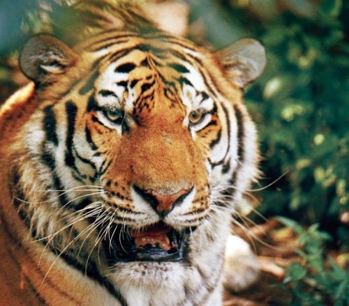 Иллюстрация к книге — Полосатая кошка, пятнистая кошка [i_208.jpg]