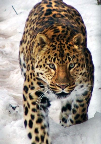 Иллюстрация к книге — Полосатая кошка, пятнистая кошка [i_211.jpg]