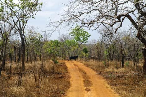 Иллюстрация к книге — Полосатая кошка, пятнистая кошка [i_214.jpg]