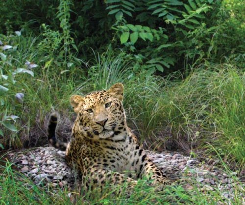 Иллюстрация к книге — Полосатая кошка, пятнистая кошка [i_217.jpg]