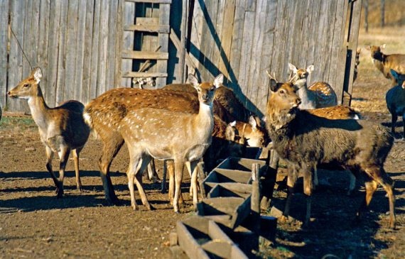 Иллюстрация к книге — Полосатая кошка, пятнистая кошка [i_256.jpg]