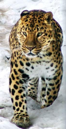 Иллюстрация к книге — Полосатая кошка, пятнистая кошка [i_257.jpg]