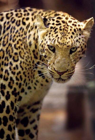 Иллюстрация к книге — Полосатая кошка, пятнистая кошка [i_258.jpg]