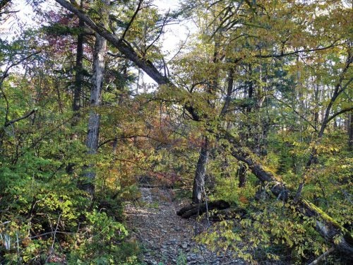 Иллюстрация к книге — Полосатая кошка, пятнистая кошка [i_261.jpg]