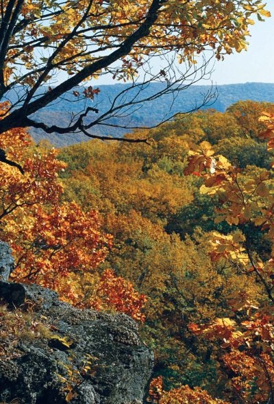 Иллюстрация к книге — Полосатая кошка, пятнистая кошка [i_265.jpg]