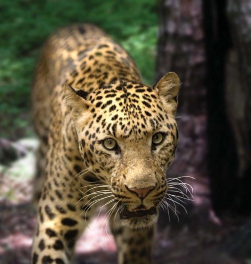 Иллюстрация к книге — Полосатая кошка, пятнистая кошка [i_272.jpg]