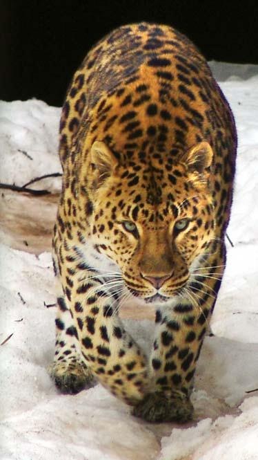 Иллюстрация к книге — Полосатая кошка, пятнистая кошка [i_287.jpg]