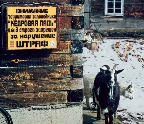 Иллюстрация к книге — Полосатая кошка, пятнистая кошка [i_290.jpg]