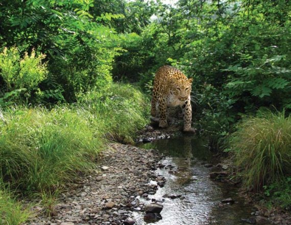 Иллюстрация к книге — Полосатая кошка, пятнистая кошка [i_293.jpg]