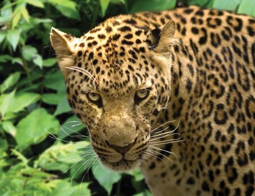 Иллюстрация к книге — Полосатая кошка, пятнистая кошка [i_294.jpg]