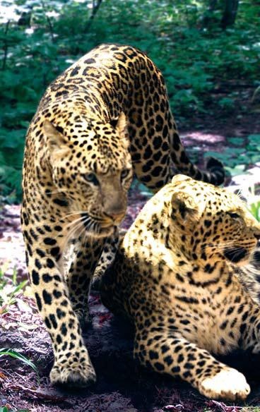 Иллюстрация к книге — Полосатая кошка, пятнистая кошка [i_296.jpg]