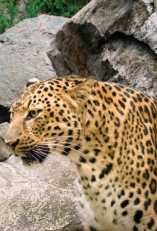 Иллюстрация к книге — Полосатая кошка, пятнистая кошка [i_298.jpg]