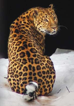 Иллюстрация к книге — Полосатая кошка, пятнистая кошка [i_299.jpg]