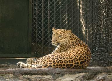 Иллюстрация к книге — Полосатая кошка, пятнистая кошка [i_302.jpg]