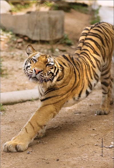 Иллюстрация к книге — Полосатая кошка, пятнистая кошка [i_304.jpg]