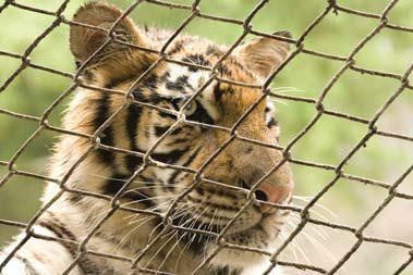 Иллюстрация к книге — Полосатая кошка, пятнистая кошка [i_305.jpg]