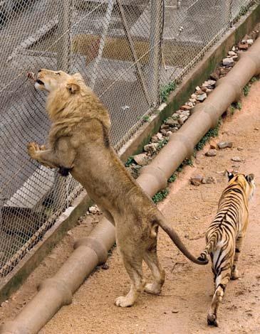 Иллюстрация к книге — Полосатая кошка, пятнистая кошка [i_306.jpg]