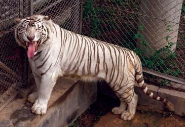 Иллюстрация к книге — Полосатая кошка, пятнистая кошка [i_308.jpg]