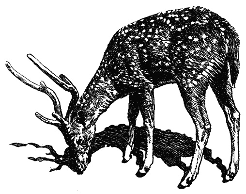 Иллюстрация к книге — Кумаонские людоеды [i_009.jpg]