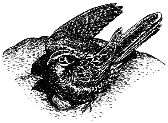 Иллюстрация к книге — Кумаонские людоеды [i_012.jpg]