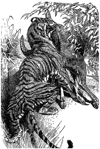 Иллюстрация к книге — Кумаонские людоеды [i_017.jpg]