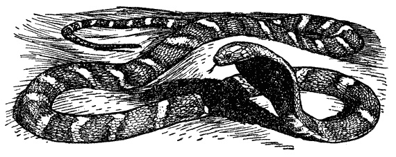 Иллюстрация к книге — Кумаонские людоеды [i_024.jpg]