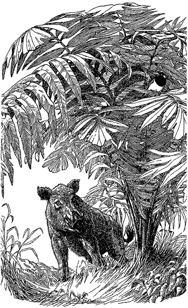 Иллюстрация к книге — Кумаонские людоеды [i_026.jpg]