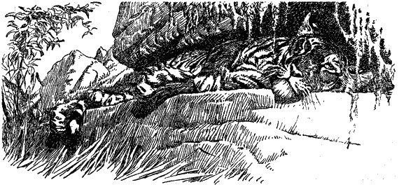 Иллюстрация к книге — Кумаонские людоеды [i_027.jpg]