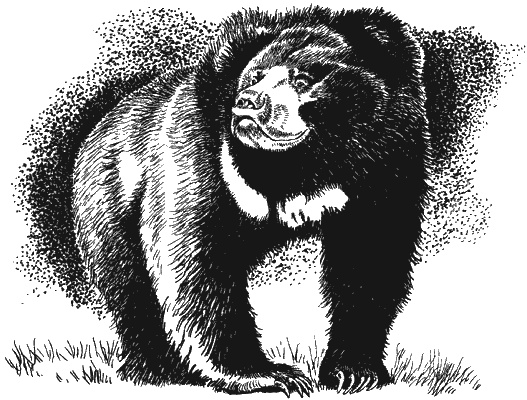 Иллюстрация к книге — Наука джунглей [i_004.jpg]