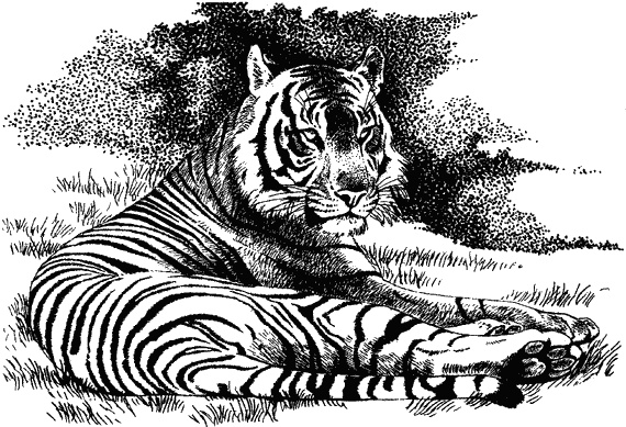 Иллюстрация к книге — Наука джунглей [i_007.jpg]