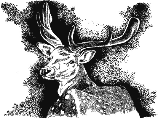 Иллюстрация к книге — Наука джунглей [i_008.jpg]