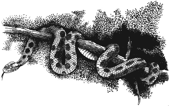 Иллюстрация к книге — Наука джунглей [i_009.jpg]