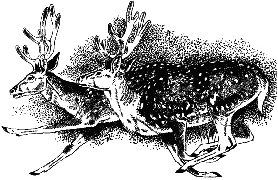 Иллюстрация к книге — Наука джунглей [i_012.jpg]