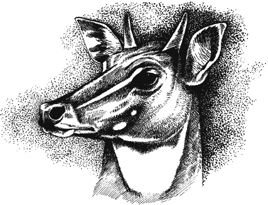 Иллюстрация к книге — Наука джунглей [i_013.jpg]