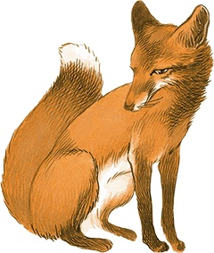 Иллюстрация к книге — Кошки Дремучего леса [i_072.jpg]