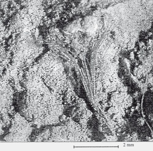 Иллюстрация к книге — Первое чудо света. Как и для чего были построены египетские пирамиды [i_160.jpg]